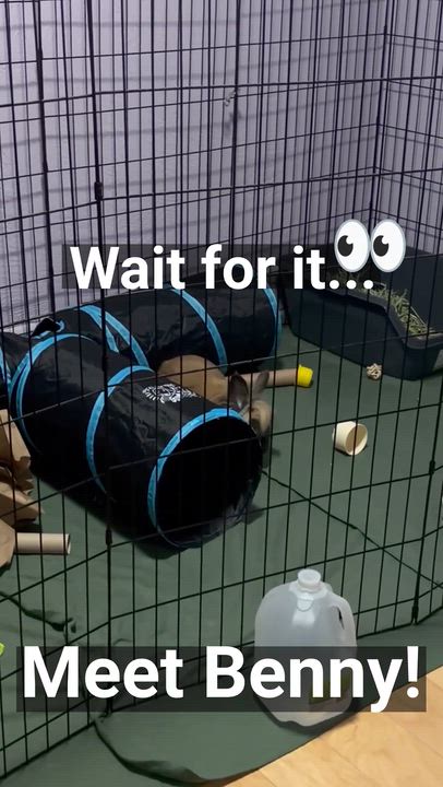 Enlarge Benny, a Adoptable Lionhead in Oshkosh, WI video 6/6