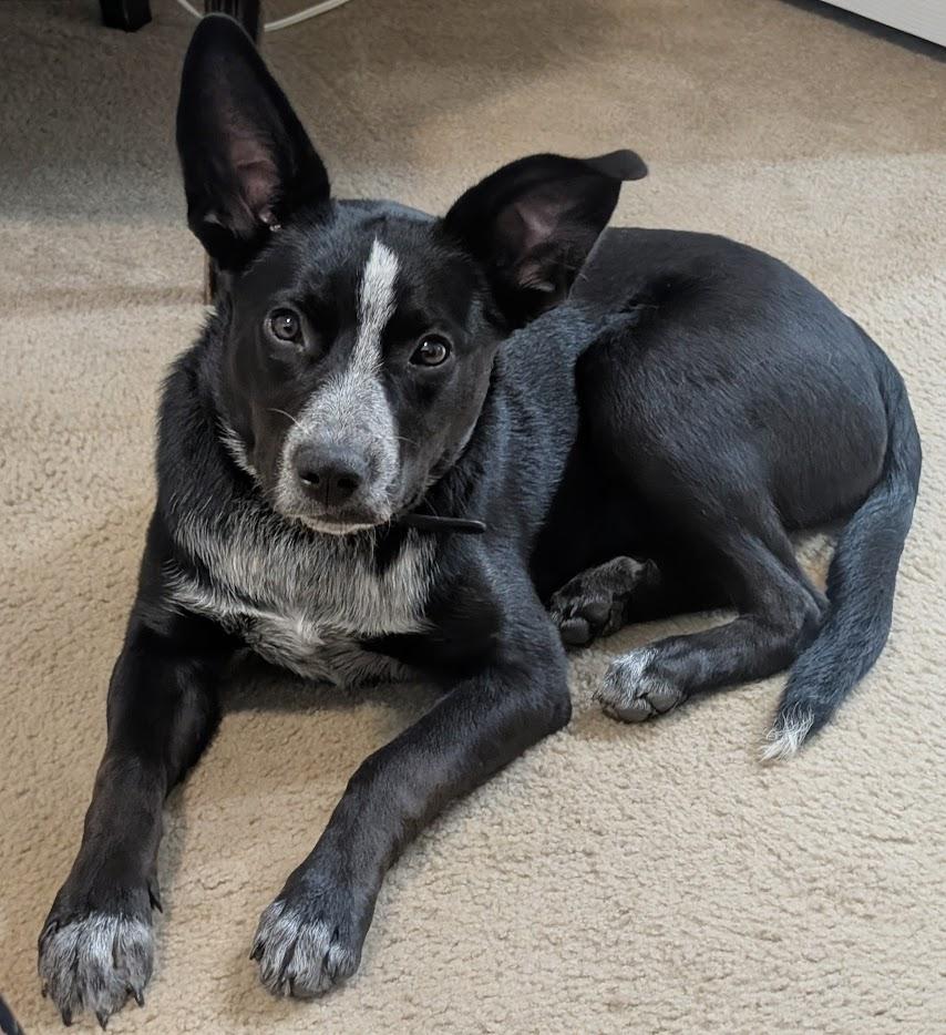 Enlarge Darcie, a ADOPTABLE mixed breed in Piney Flats, TN image 1/5