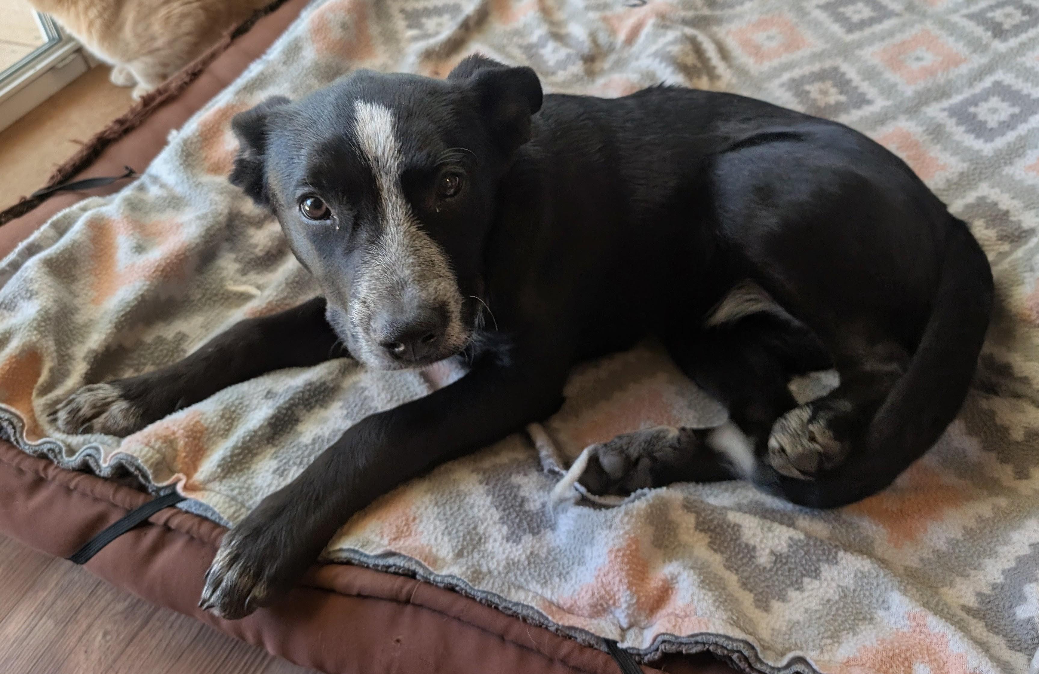 Enlarge Darcie, a ADOPTABLE mixed breed in Piney Flats, TN image 3/5