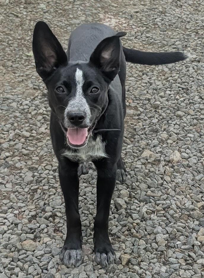 Enlarge Darcie, a ADOPTABLE mixed breed in Piney Flats, TN image 2/5