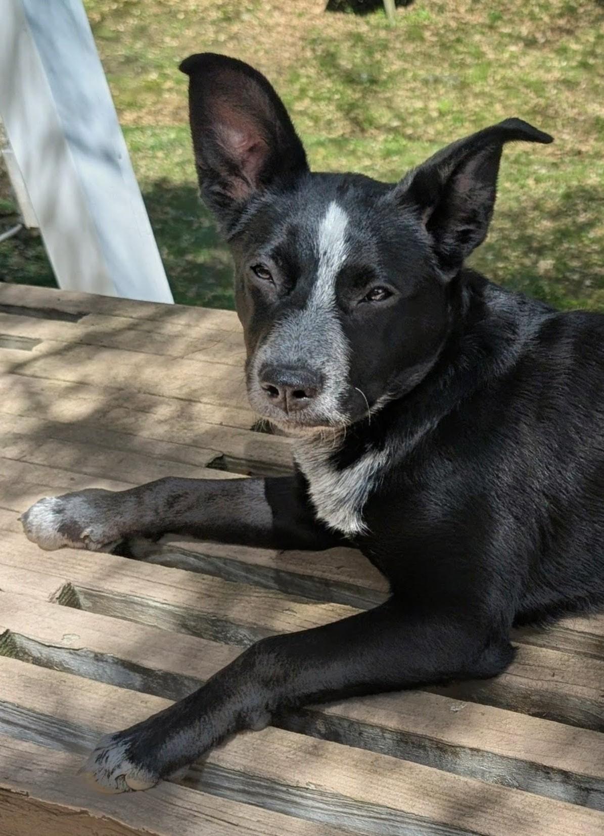 Enlarge Darcie, a ADOPTABLE mixed breed in Piney Flats, TN image 4/5
