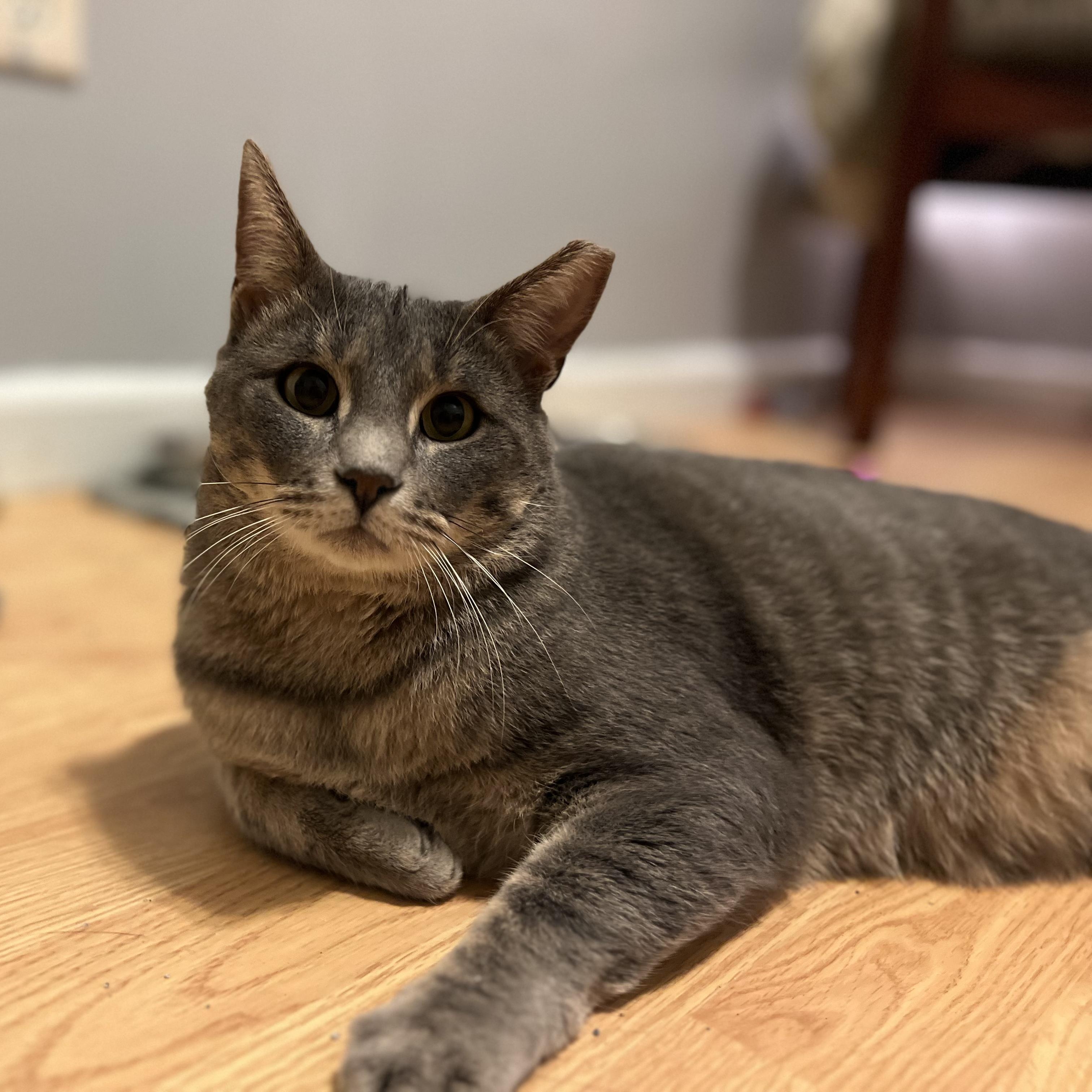 Gary, Adoptable, Adult Male Tabby.