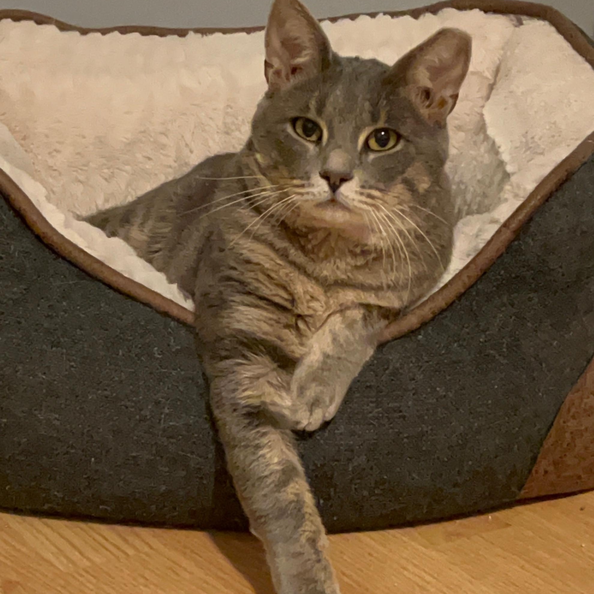 Enlarge Gary, a Adoptable Tabby in Woodbridge, NJ image 2/3