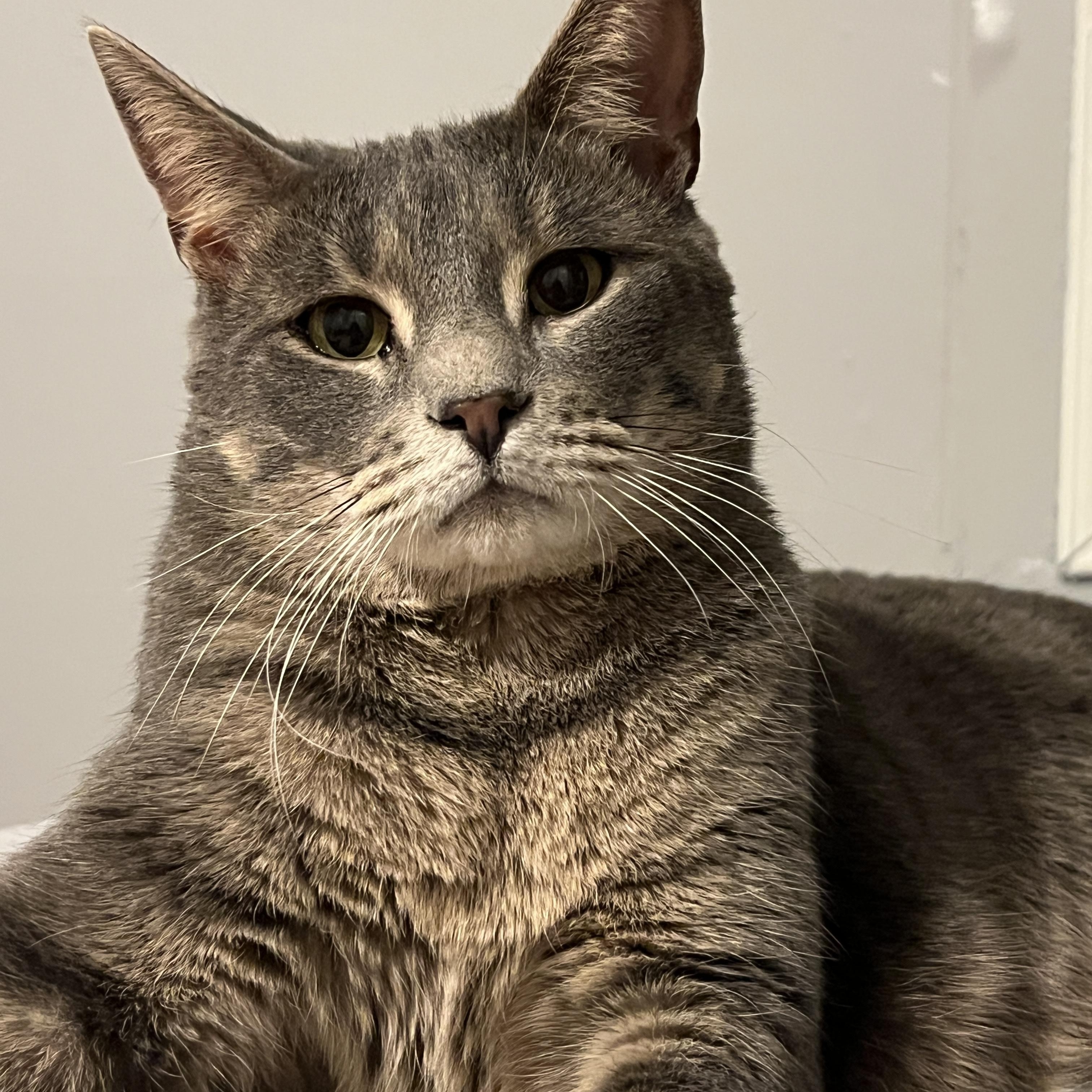 Enlarge Gary, a Adoptable Tabby in Woodbridge, NJ image 3/3