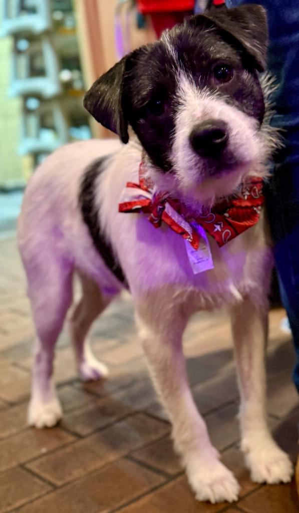 Cosmo, a Adoptable mixed breed in West Bloomfield, MI image 1/6