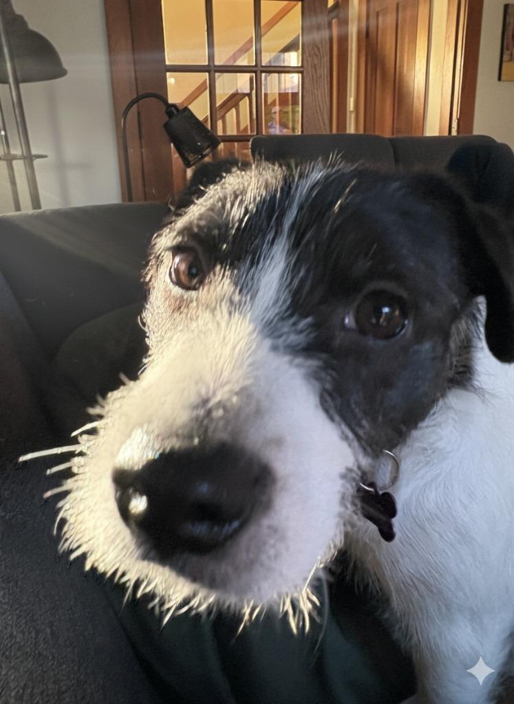 Cosmo, a Adoptable mixed breed in West Bloomfield, MI image 2/6