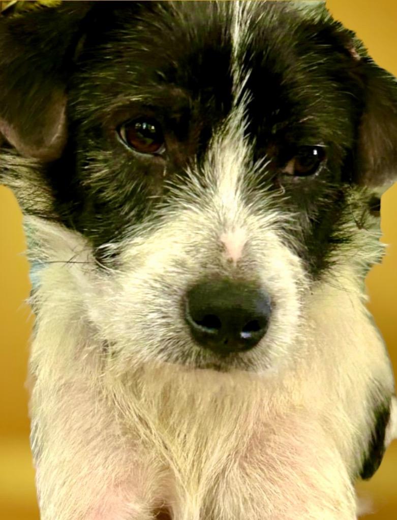 Cosmo, a Adoptable mixed breed in West Bloomfield, MI image 3/6