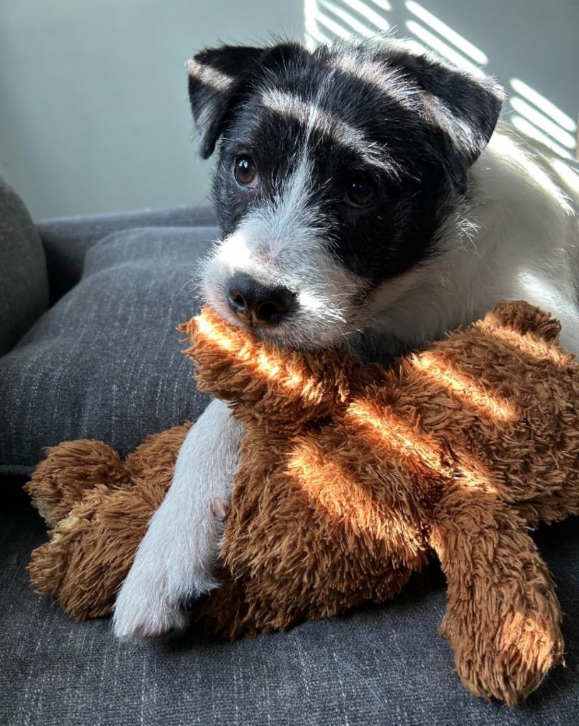 Cosmo, a Adoptable mixed breed in West Bloomfield, MI image 4/6