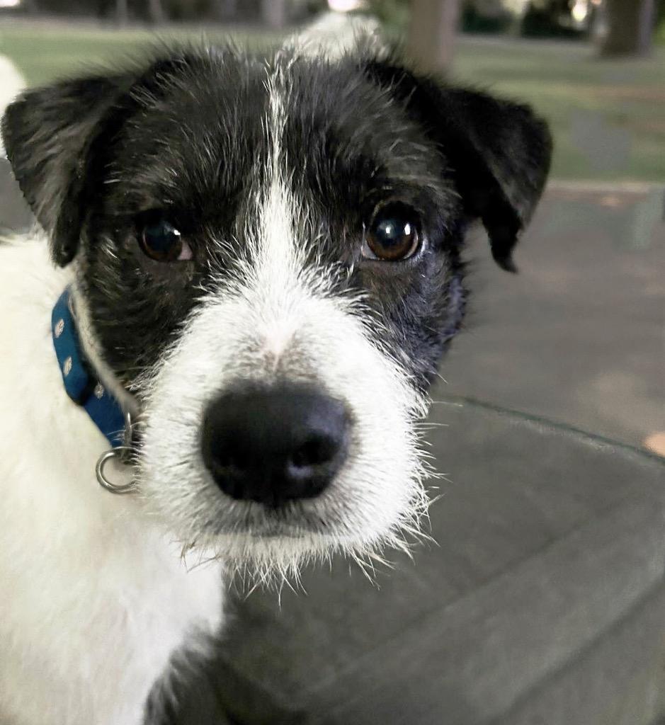 Cosmo, a Adoptable mixed breed in West Bloomfield, MI image 5/6