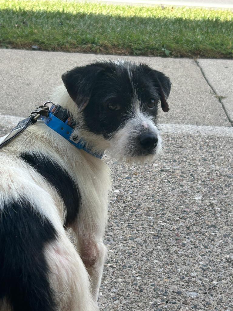 Cosmo, a Adoptable mixed breed in West Bloomfield, MI image 6/6