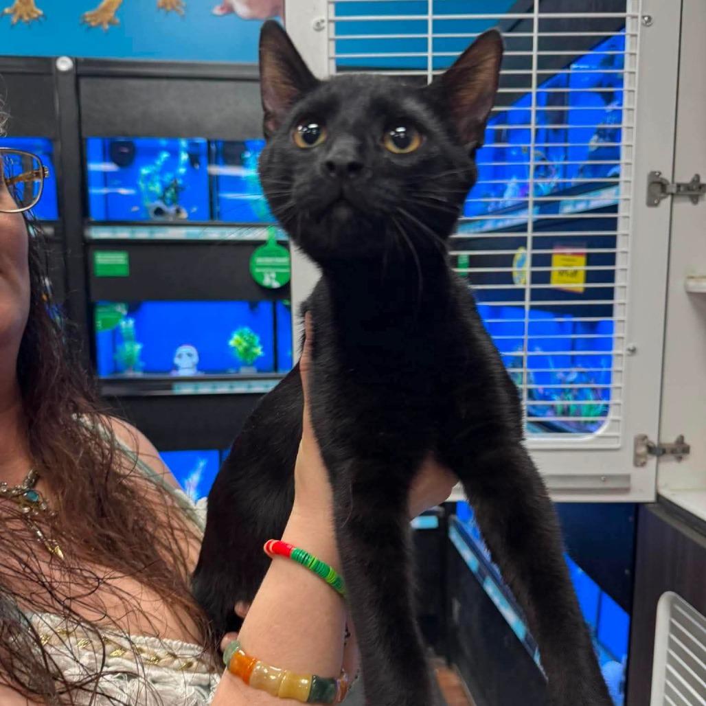 Enlarge Luci, a Adoptable Domestic Short Hair in Springfield, OH image 1/2
