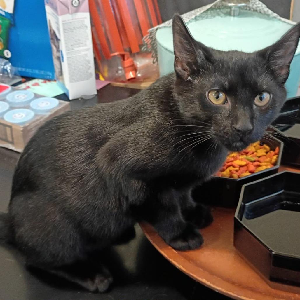 Enlarge Luci, a Adoptable Domestic Short Hair in Springfield, OH image 2/2