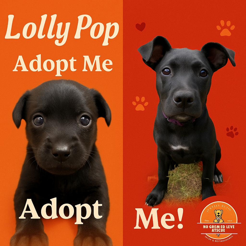 LOLLY POP, Young Female Pit Bull Terrier
