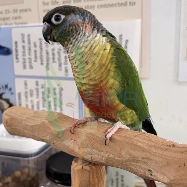 Papaya , an adopted Conure in Warwick, RI image 2/2