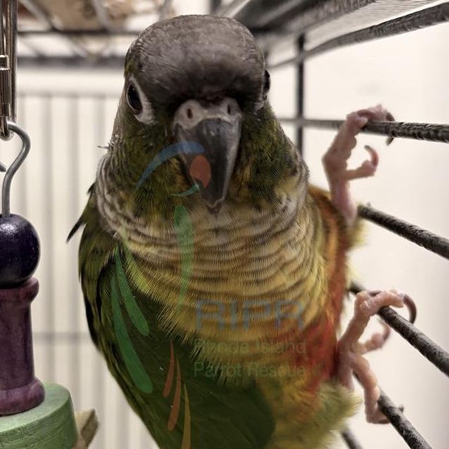 Papaya , an adopted Conure in Warwick, RI image 1/2