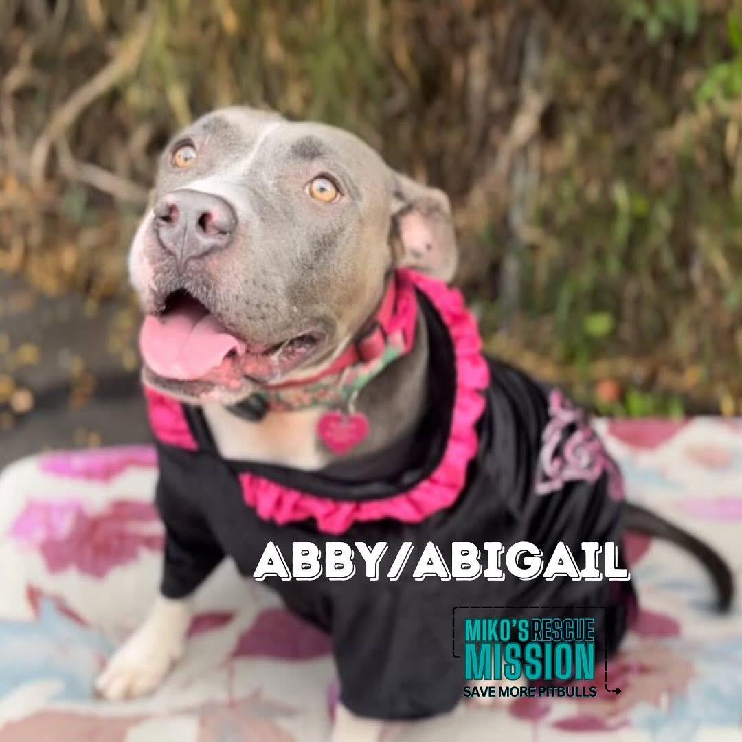 Enlarge Abby, a ADOPTABLE mixed breed in Rancho Palos Verdes, CA image 2/3
