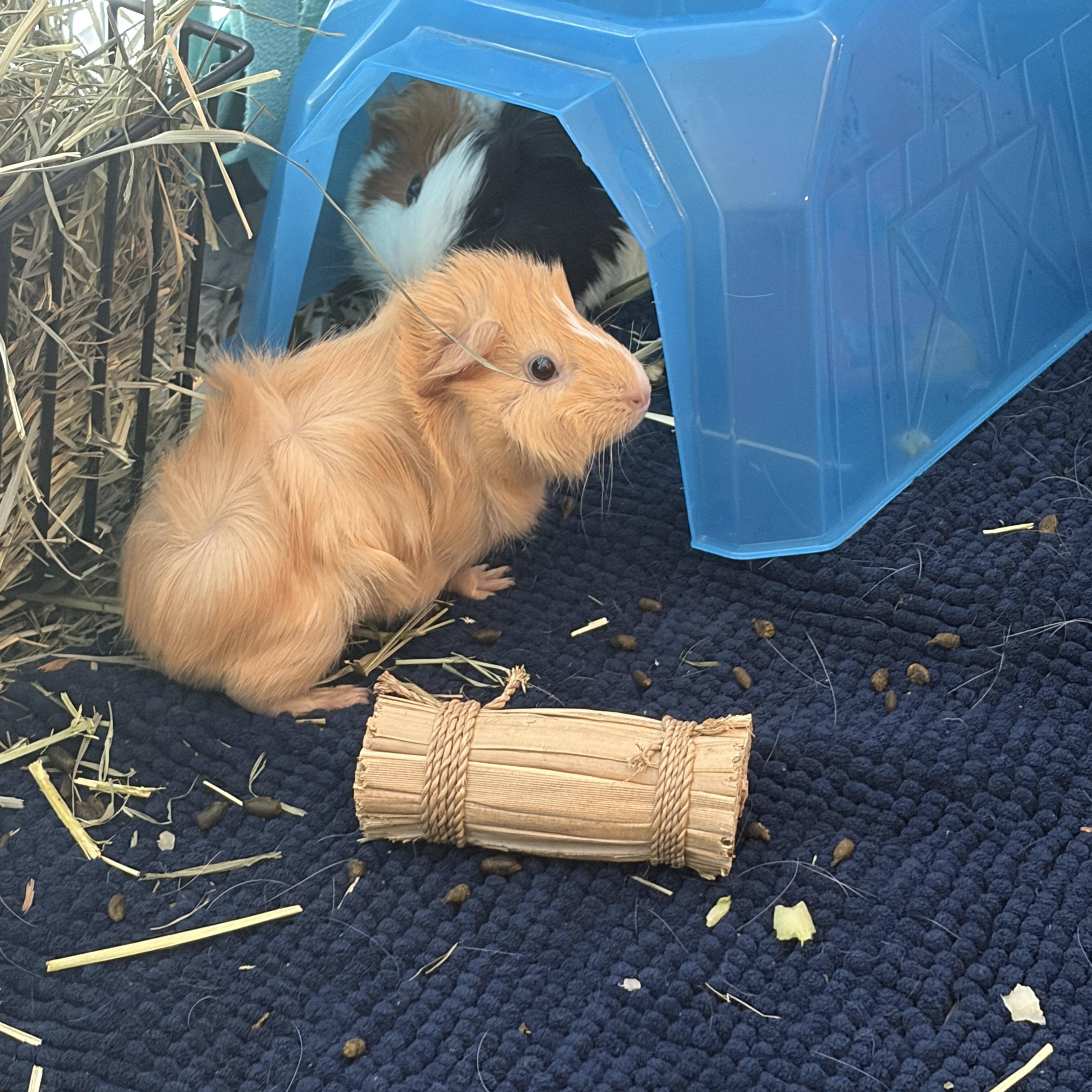 Enlarge Ruby, a Adoptable Guinea Pig in Austin, TX image 2/3