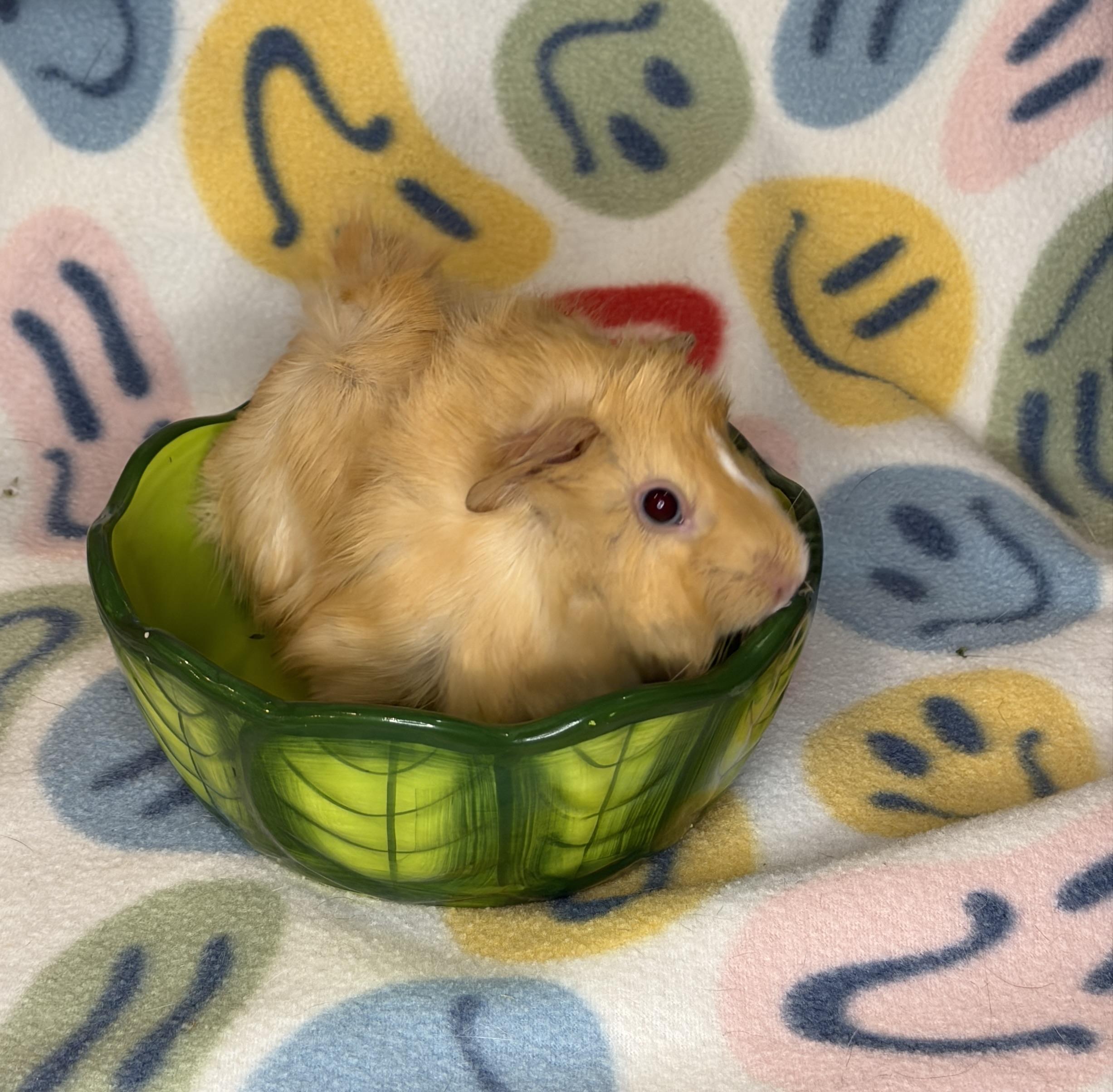 Enlarge Ruby, a Adoptable Guinea Pig in Austin, TX image 1/3