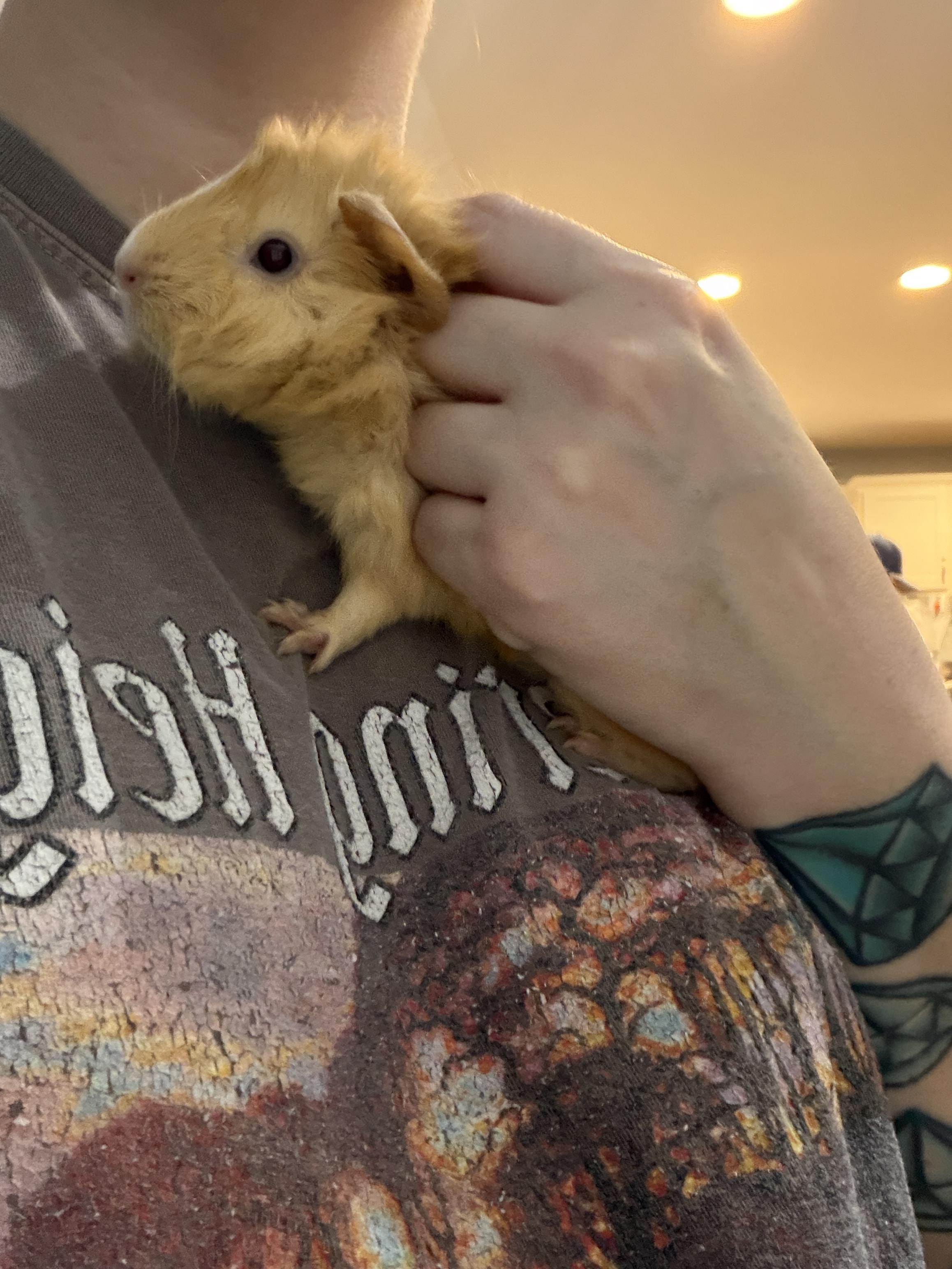 Enlarge Ruby, a Adoptable Guinea Pig in Austin, TX image 3/3
