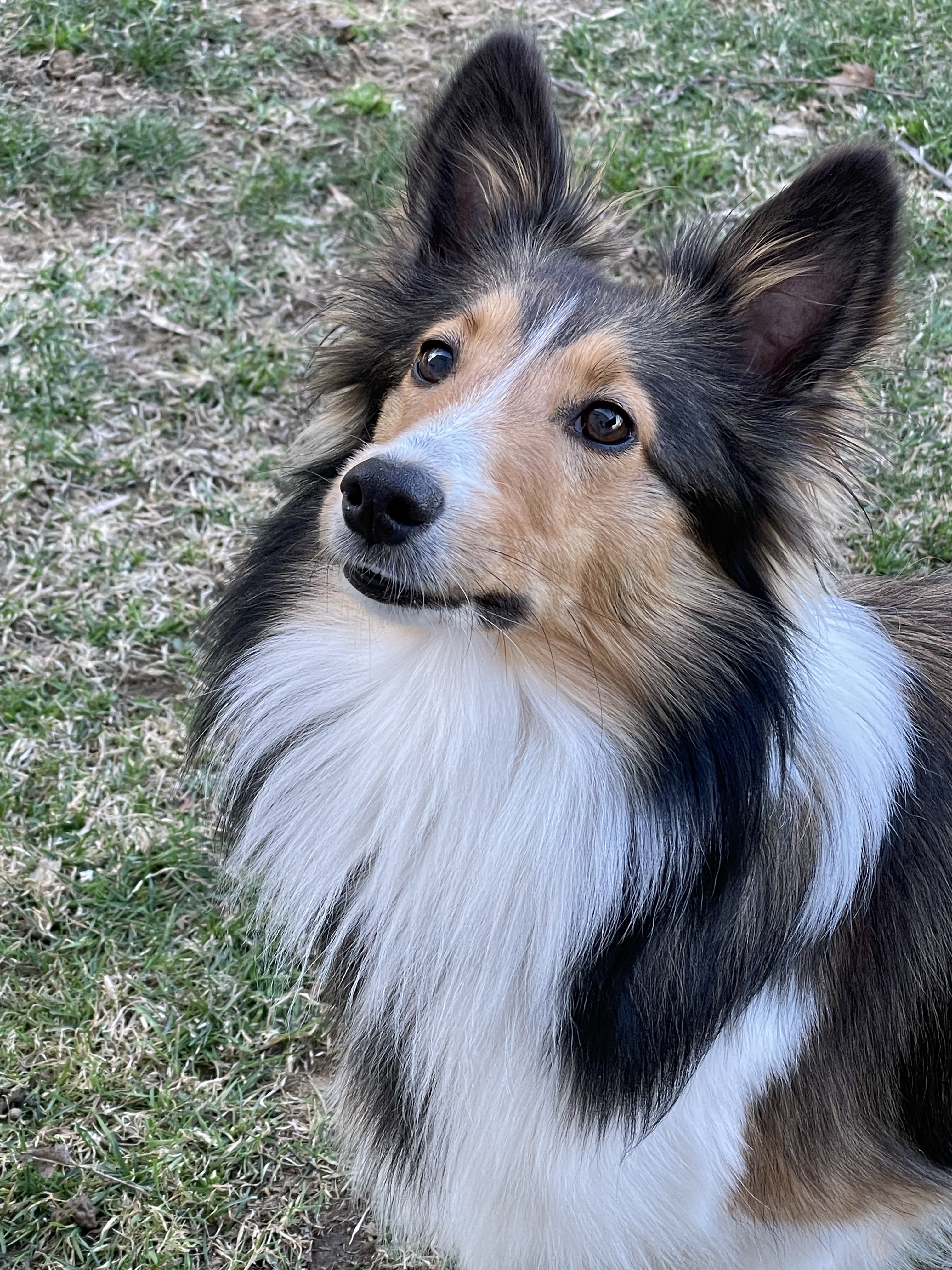 Faye, a Adopted Shetland Sheepdog / Sheltie in Portland, ME image 1/6
