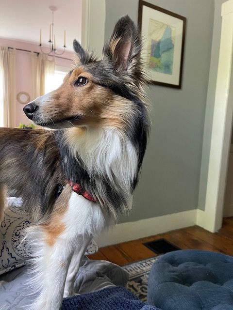 Faye, a Adopted Shetland Sheepdog / Sheltie in Portland, ME image 2/6