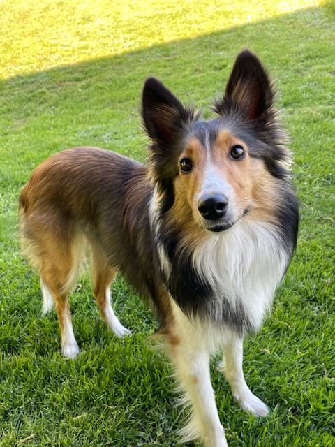Faye, a Adopted Shetland Sheepdog / Sheltie in Portland, ME image 3/6