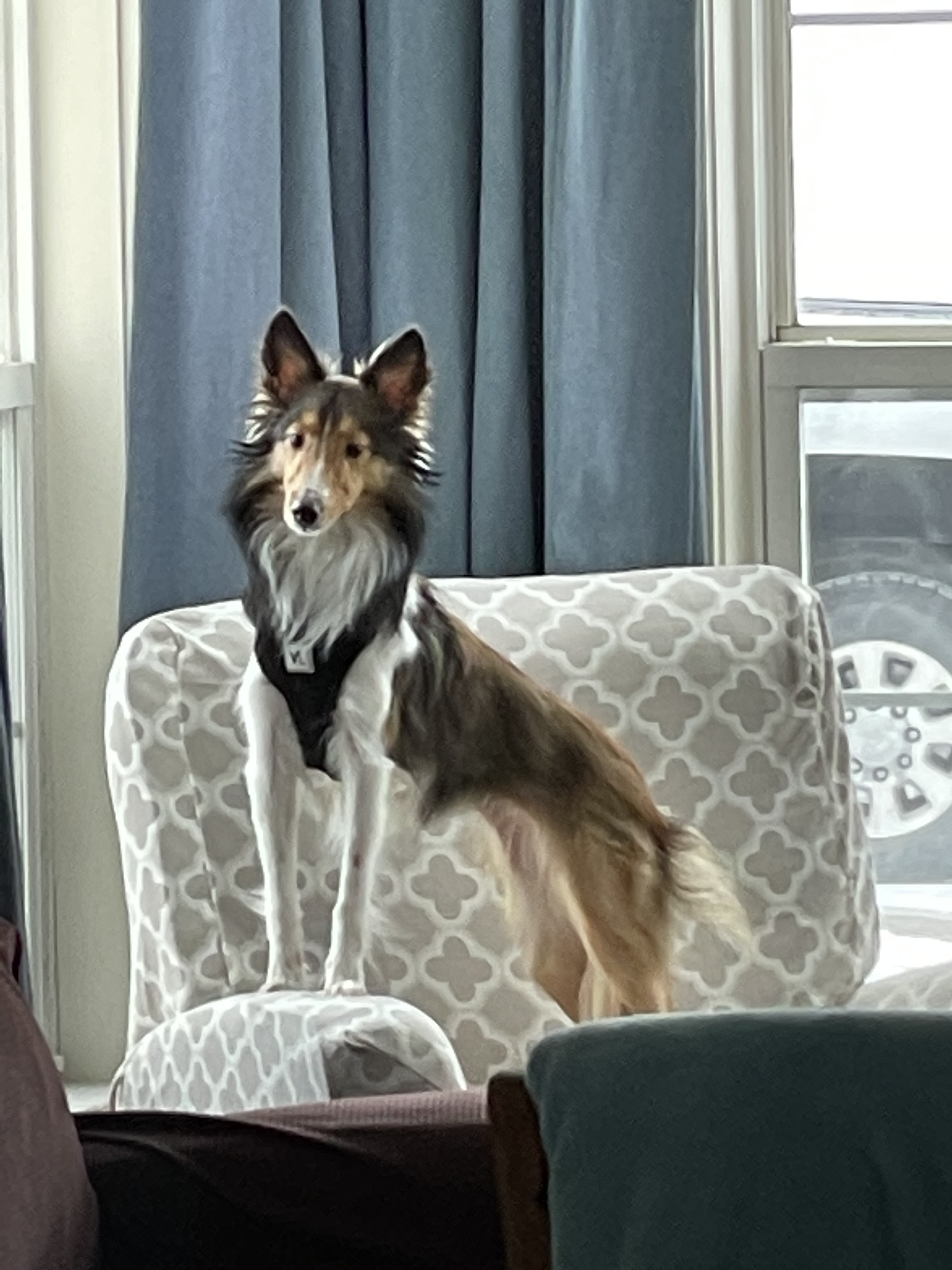 Faye, a Adopted Shetland Sheepdog / Sheltie in Portland, ME image 4/6