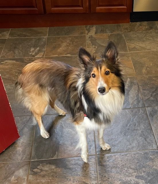 Faye, a Adopted Shetland Sheepdog / Sheltie in Portland, ME image 5/6