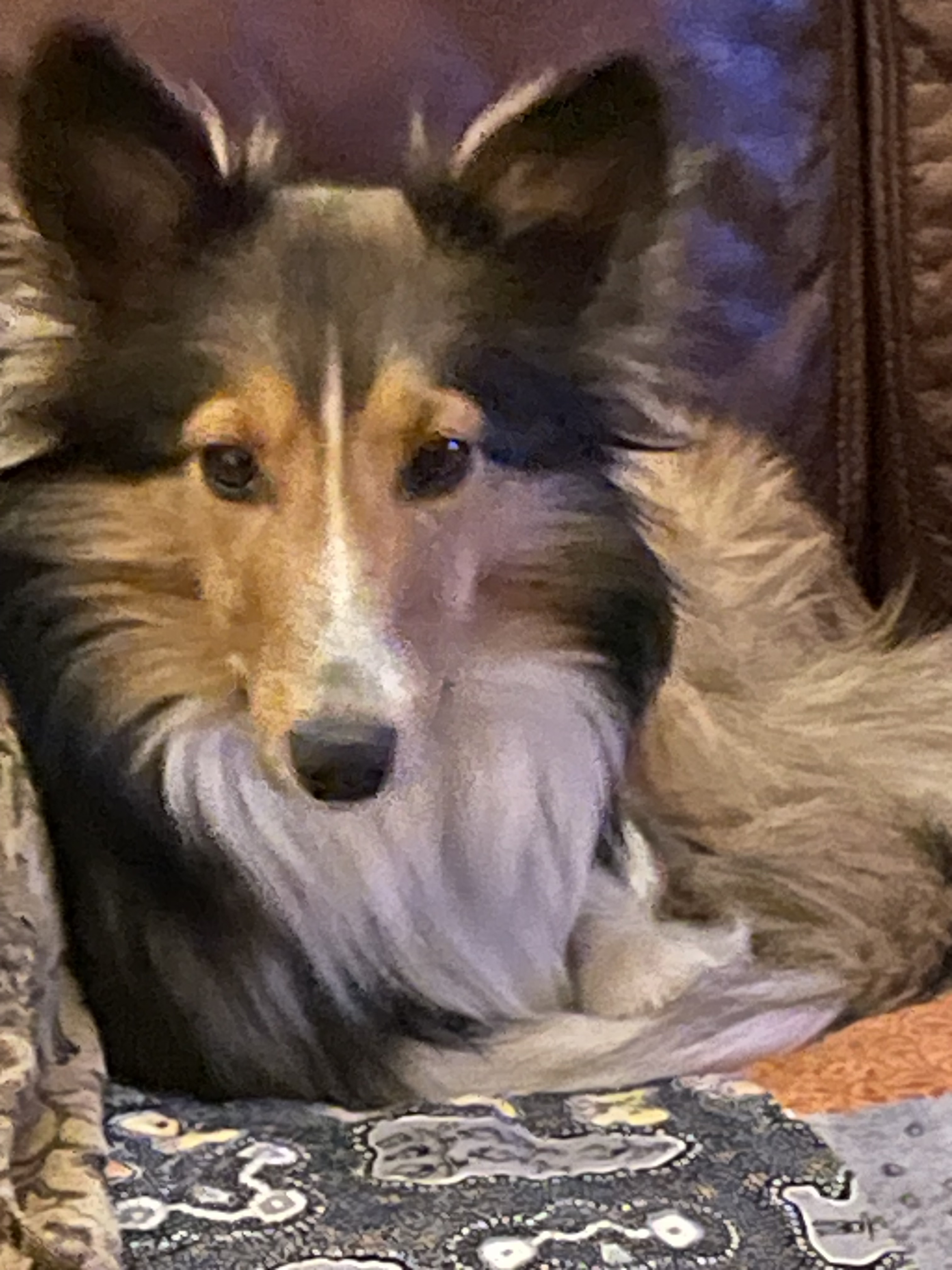 Faye, a Adopted Shetland Sheepdog / Sheltie in Portland, ME image 6/6