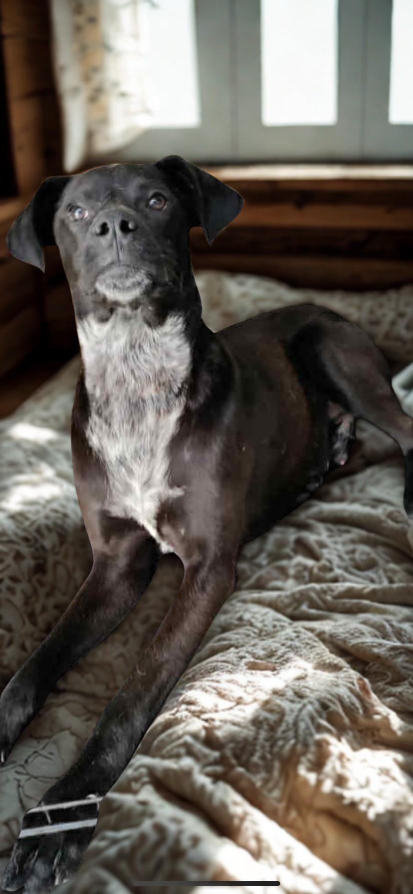 Pippin, Adoptable, Young Male Black Labrador Retriever.