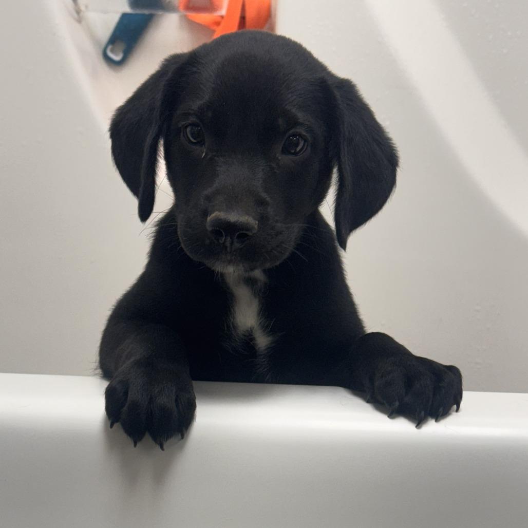 Turner, Adoptable, Puppy Male Labrador Retriever.