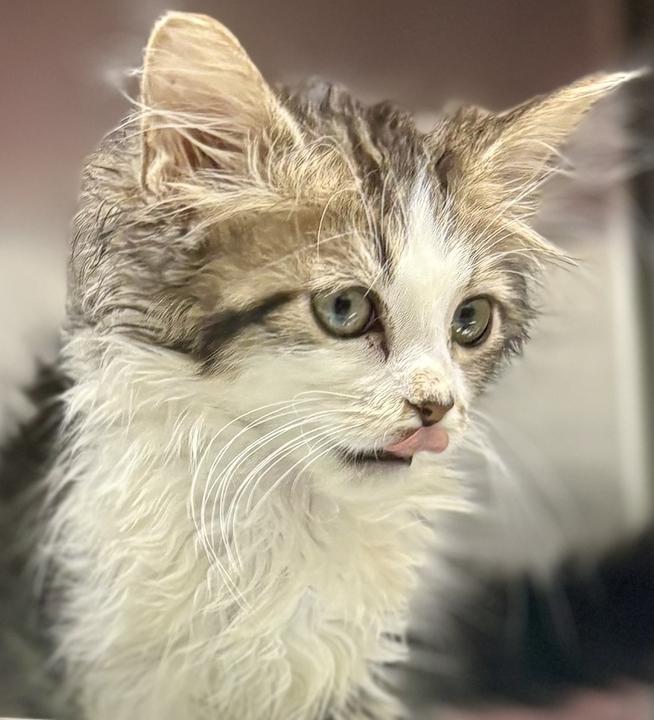 Smoosh, adopted, Young Male Domestic Long Hair.