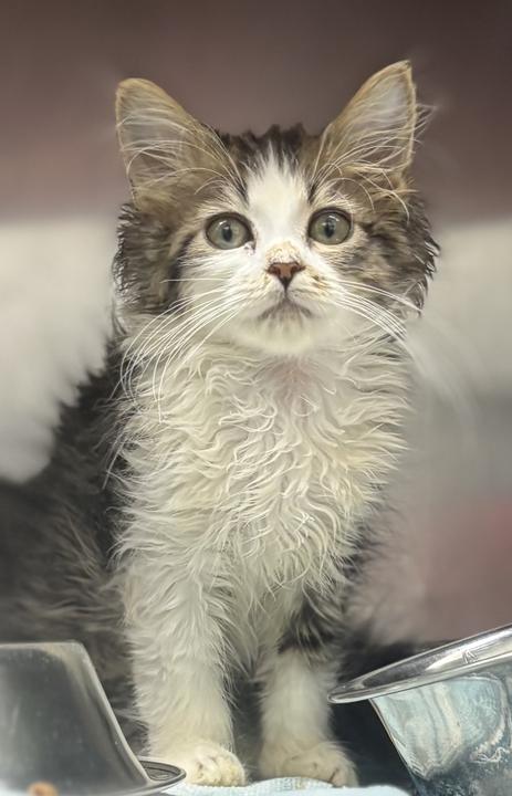 Enlarge Smoosh, an adopted Domestic Long Hair in Jackson, MI image 3/3