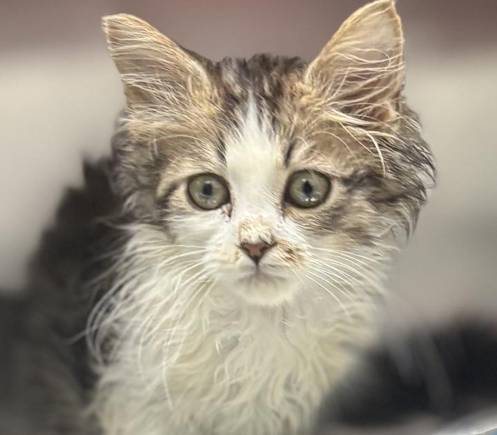 Enlarge Smoosh, an adopted Domestic Long Hair in Jackson, MI image 2/3