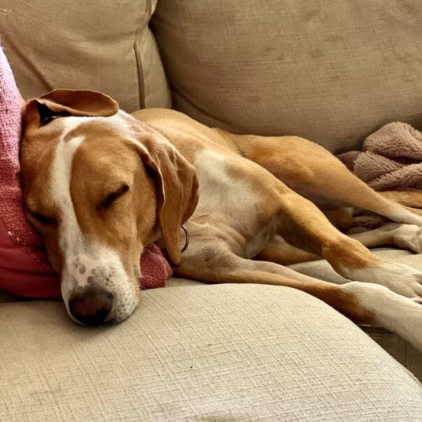 Boone, an adoptable Hound in New Orleans, LA, 70116 | Photo Image 5