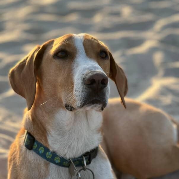 Boone, an adoptable Hound in New Orleans, LA, 70116 | Photo Image 1