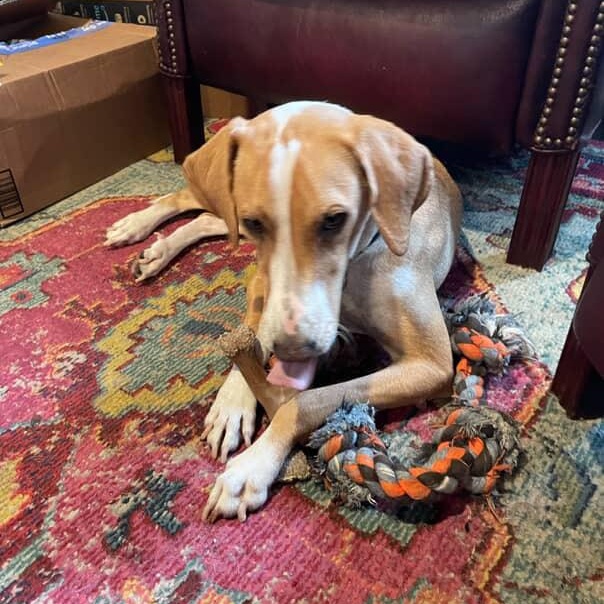 Boone, an adoptable Hound in New Orleans, LA, 70116 | Photo Image 3