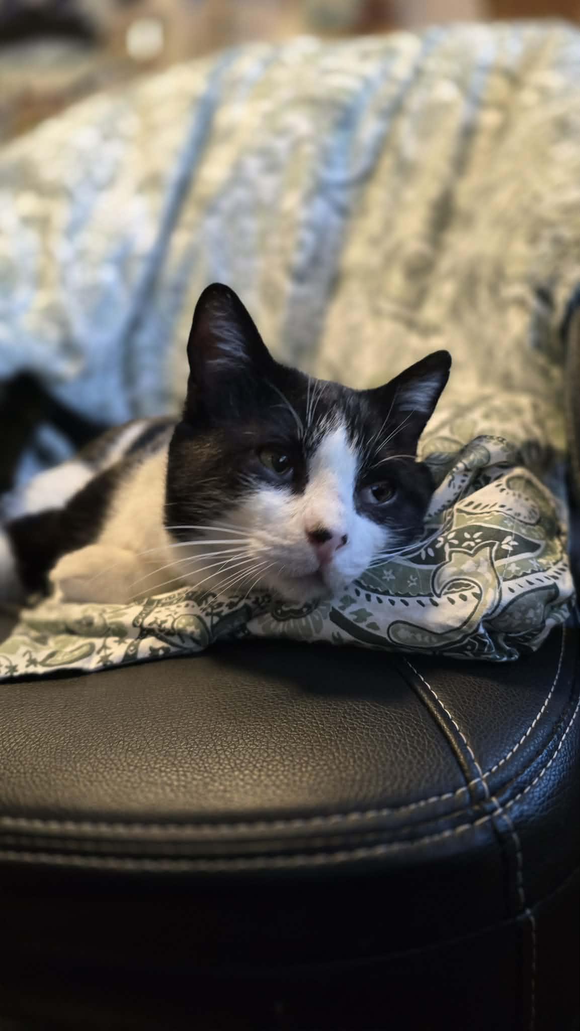 Enlarge Cecil, an adoption pending Domestic Short Hair in BURNABY, BC image 1/1