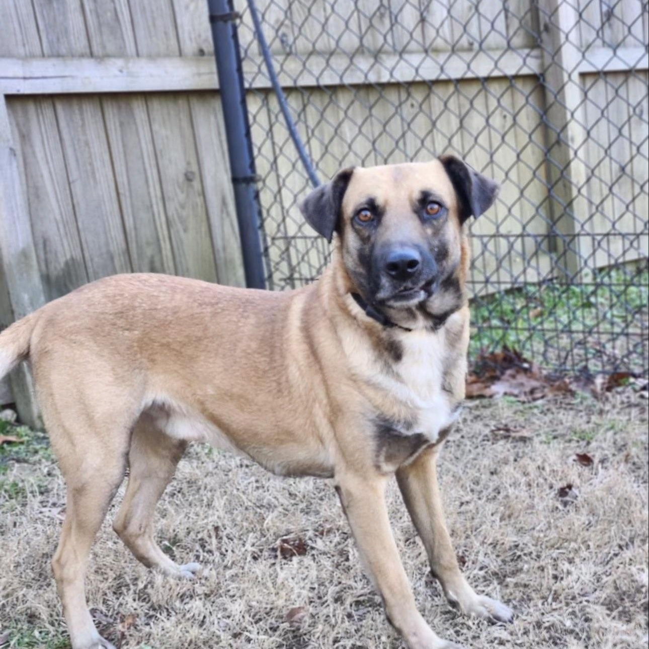 Ranger, Adoptable, Adult Male German Shepherd Dog.