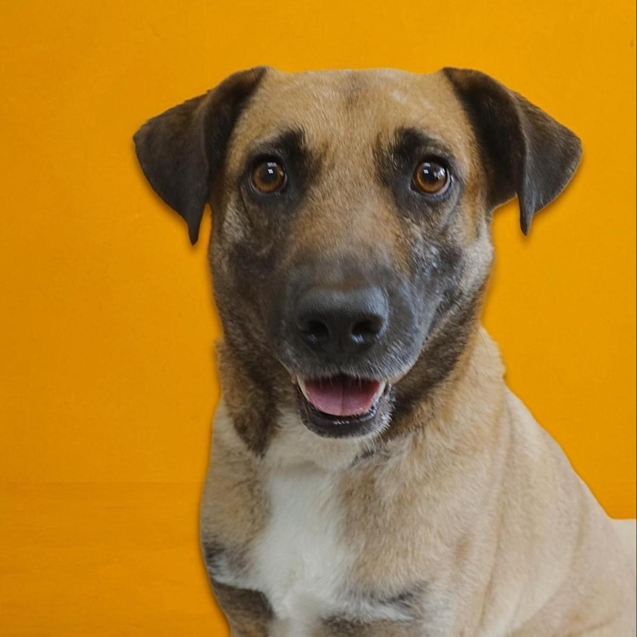 Ranger, Adoptable, Adult Male German Shepherd Dog.