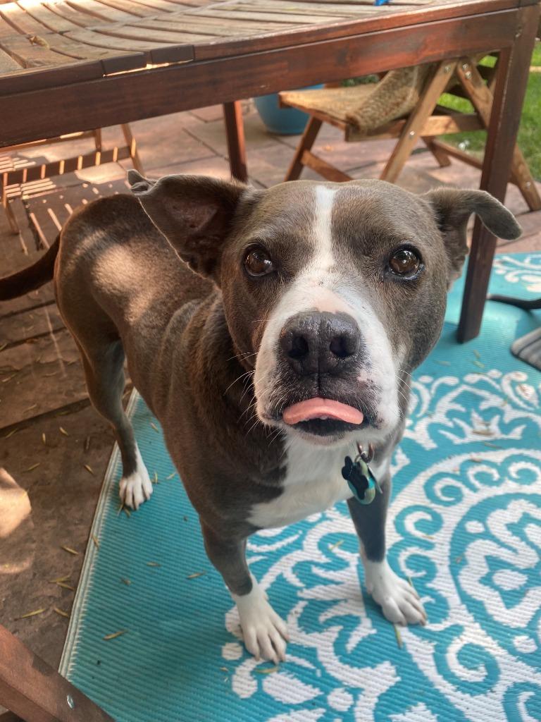 Norris 2, a Adoptable mixed breed in Fort Lupton, CO image 2/5