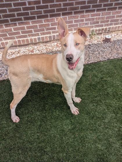 Cheech, Adoptable, Puppy Male Mixed Breed & Mixed Breed.