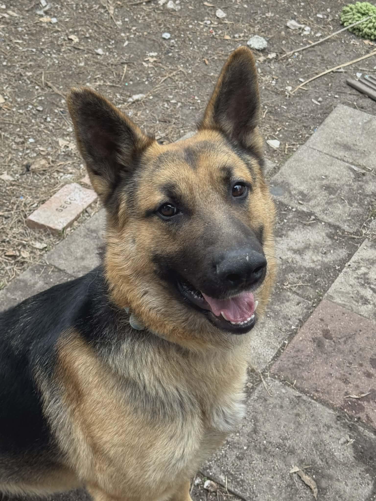 Enlarge Bear, a ADOPTABLE German Shepherd Dog in Media, PA image 3/6