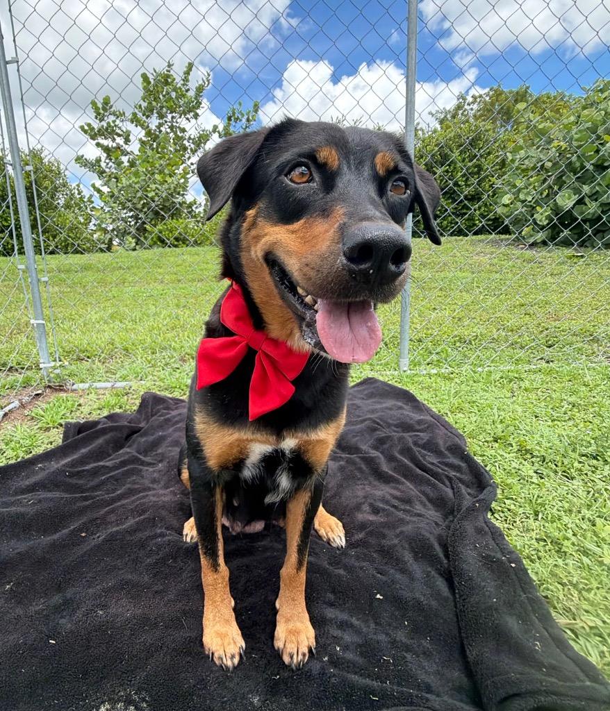 Monae, Adoptable, Adult Female Australian Shepherd & Rottweiler.