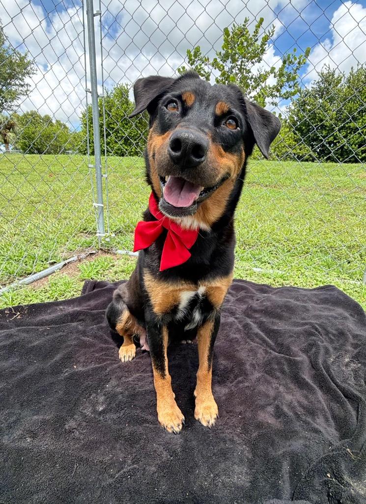 Enlarge Monae, a Adoptable mixed breed in Cape Coral, FL image 2/3