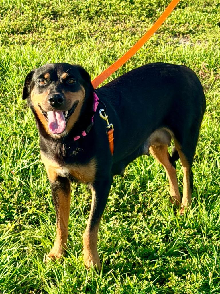 Enlarge Monae, a Adoptable mixed breed in Cape Coral, FL image 3/3