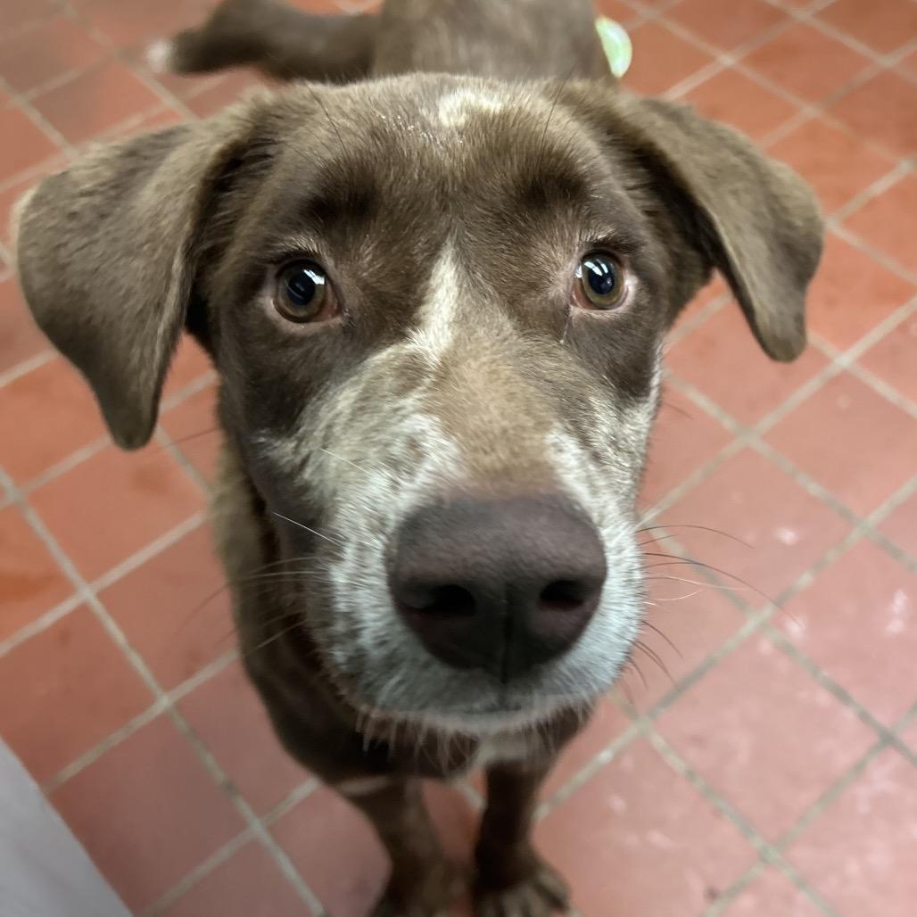 Timothy, Adoptable, Adult Male Labrador Retriever.