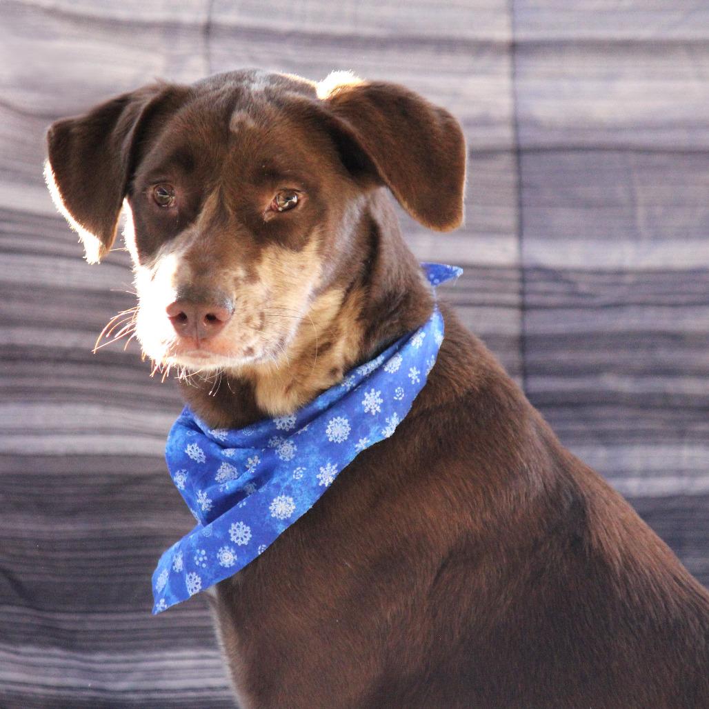 Timothy, a Adoptable mixed breed in West Point, MS image 2/4