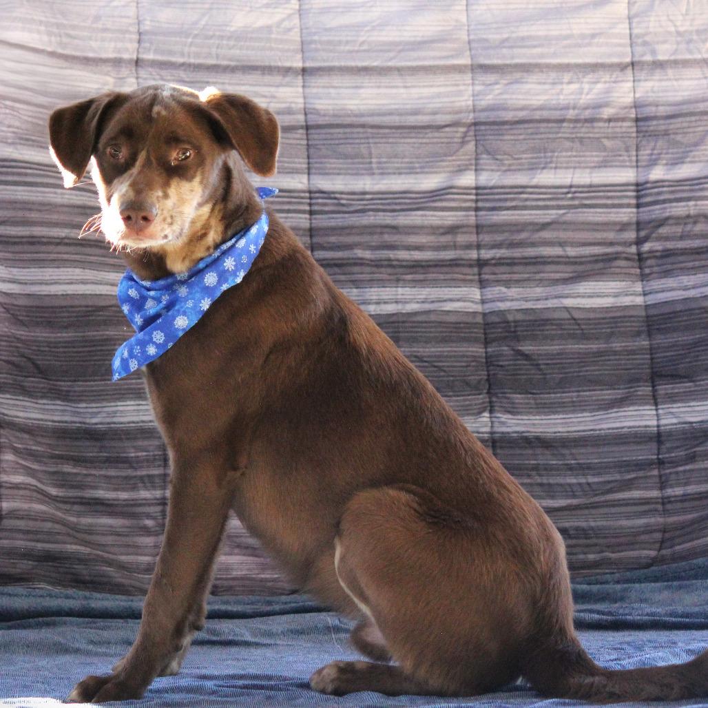 Timothy, a Adoptable mixed breed in West Point, MS image 3/4