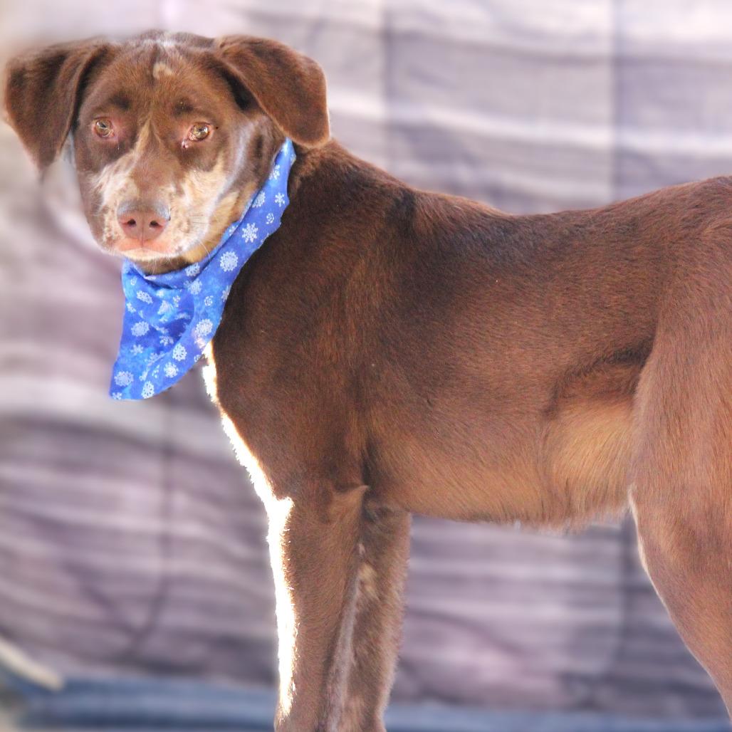 Timothy, a Adoptable mixed breed in West Point, MS image 4/4